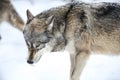 Gray wolf in winter snowing Royalty Free Stock Photo