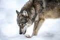 Gray wolf in winter snowing Royalty Free Stock Photo