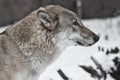 Gray wolf on winter white snow Royalty Free Stock Photo