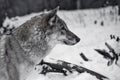 Gray wolf on winter white snow Royalty Free Stock Photo