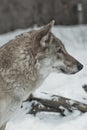 Gray wolf on winter white snow Royalty Free Stock Photo
