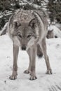 Gray wolf on winter white snow Royalty Free Stock Photo