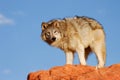 Gray wolf (Canis lupus) Royalty Free Stock Photo