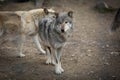 Gray wolf in the zoo Royalty Free Stock Photo