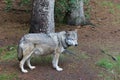Gray wolf in the zoo. Germany. Royalty Free Stock Photo