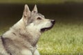 Gray wolfdog posing for portrait in spring park