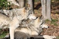 Gray wolfs during fall