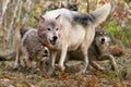 Gray wolves in autumn setting