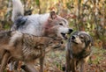 Gray wolves in autumn setting