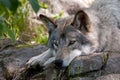 Gray Wolves being lazy on a cool rock.