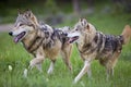 Gray wolves Canis Lupus timber wolf Royalty Free Stock Photo