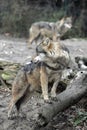 Gray wolves in countryside