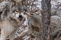 Gray Wolves Displaying Aggression between an Alpha and a Subordinate. Royalty Free Stock Photo