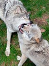 Gray Wolves Fighting Royalty Free Stock Photo