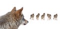 Gray wolves isolated on white background Royalty Free Stock Photo