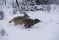 Gray Wolves Running