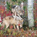 Gray wolves in autumn setting