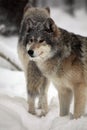 Gray Wolves In Winter