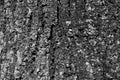 Gray wood background of tree bark. Black and white tree bark background, close-up. Natural texture bark. Relief texture Royalty Free Stock Photo