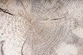 Gray wood texture on a cross section of a log Royalty Free Stock Photo