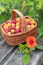 On a gray wooden background, a bouquet with wild flowers and a basket with raspberries Royalty Free Stock Photo