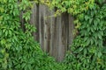 Gray wooden fence overgrown with green plants with leaves Royalty Free Stock Photo