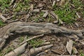 Gray wooden root of an old tree in brown earth Royalty Free Stock Photo