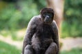 Gray Woolly Monkey Royalty Free Stock Photo