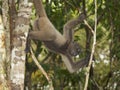 Gray woolly monkey (Lagothrix cana) Royalty Free Stock Photo
