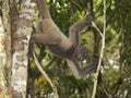 Gray woolly monkey (Lagothrix cana)