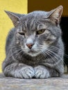 A gray yard cat lies on the fence with his eyes narrowed