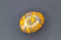 Gray, yellow and orange Bamboo leaf jasper chalcedony