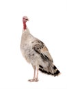 Gray yong female turkey isolated on a white Royalty Free Stock Photo