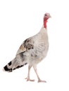 Gray yong female turkey isolated on a white Royalty Free Stock Photo