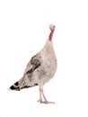 Gray yong female turkey isolated on a white Royalty Free Stock Photo