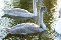 Gray young chick swans swimming on lake water in summer Royalty Free Stock Photo