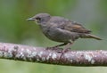 Gray Young Common starling looking from his perch to a new life Royalty Free Stock Photo