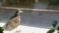 A gray young dove sits at low tide outside the window. A curious wild pigeon chick behind a glass. Royalty Free Stock Photo