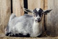 Gray young goatling lying on the ground near the barn. Old building boards in the background Royalty Free Stock Photo