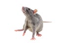 Gray young rat small lean on a white background phobia fear rodent symbol hunger disaster war