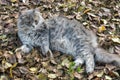 Gray young street cat closeup