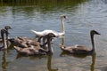 gray young swans in the spring Royalty Free Stock Photo