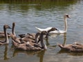 gray young swans in the spring Royalty Free Stock Photo