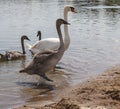 gray young swans in the spring Royalty Free Stock Photo