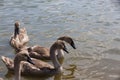 gray young swans in the spring Royalty Free Stock Photo