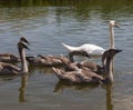 gray young swans in the spring Royalty Free Stock Photo