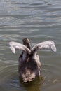 gray young swans in the spring Royalty Free Stock Photo