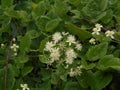 Graybeard flower with white blossom in the mountains of italy