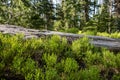 Grayed Old Log Along Forest Floor Begins To Disappear Into Growing Bushes Royalty Free Stock Photo