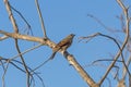 A Grayish Baywing in the Pantanal